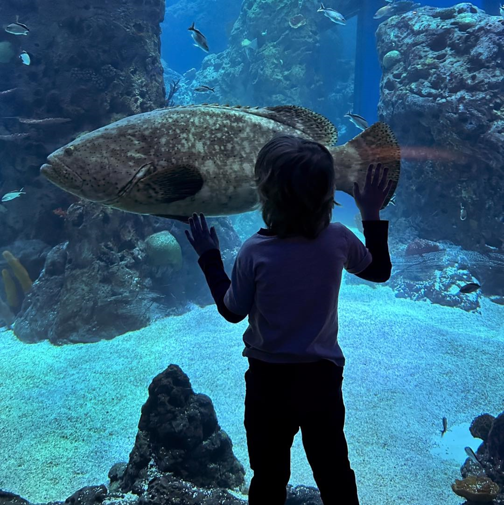 View of original image MS Aquarium Promo 1.png